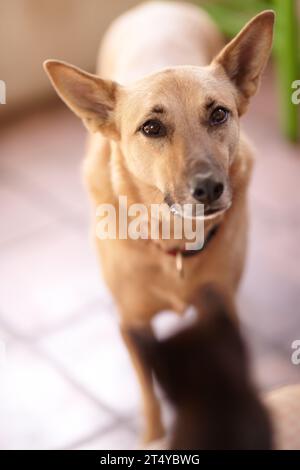 Cane, animale domestico e animale in casa da solo, cacca domestica in piedi sul pavimento o adorabile compagno peloso in casa. Canino, carino e giovane di razza mista Foto Stock