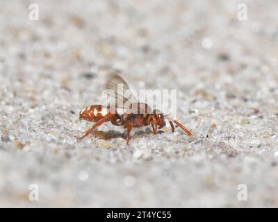 Nomade con artigli d'orso (Nomada baccata) un parassita scarso che cerca nidi della sua specie ospite la piccola ape mineraria di sabbia (Andrena argentata) Dorset. Foto Stock