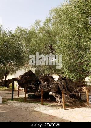 Si dice che il vecchio olivo nel villaggio di Exo Hora abbia più di 2.000 anni. Zante, Grecia. Foto Stock