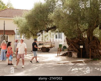 La gente vede il vecchio olivo nel villaggio di Exo Hora, che si dice abbia più di 2.000 anni. Zante, Grecia. Foto Stock