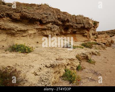 Samphire di roccia Crithmum maritimum su un promontorio roccioso nel mar Ionio, Zante, Grecia Foto Stock