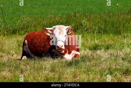 Una mucca hereford seduta da sola al pascolo. Ritratto di un animale peloso isolato contro l'erba verde su terreni agricoli e terreni agricoli remoti Foto Stock