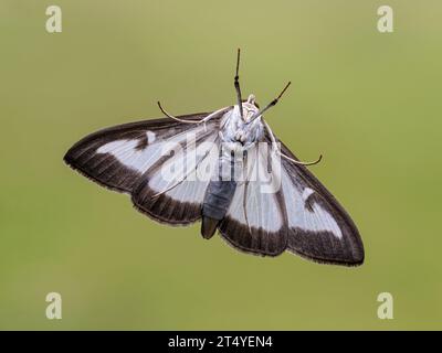 Box Tree Moth, Cydalima perspectalis, falena volante adulta, registrata per la prima volta nel regno unito nel 2007. Norfolk July Foto Stock