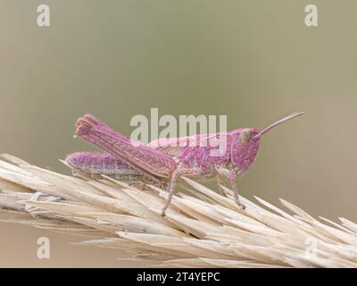 Field Grasshopper, Chorthippus brunneus, Una rara ninfa rosa, che mostra l'eritrismo genetico costiero del Norfolk Foto Stock