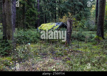 Nutrire l'influenza per gli animali selvatici nella foresta dell'alto Palatinato. Wiesau (VGem), Germania Foto Stock