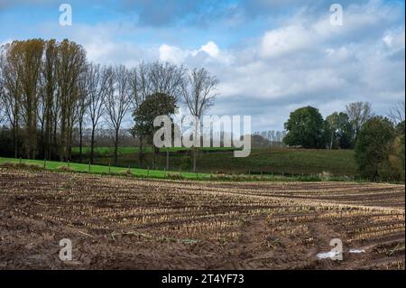 Terreni agricoli raccolti e terreni di mais intorno a Lennik, Brabante fiammingo, Belgio credito: Imago/Alamy Live News Foto Stock