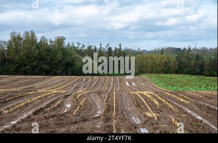 Terreni agricoli raccolti e terreni di mais intorno a Lennik, Brabante fiammingo, Belgio credito: Imago/Alamy Live News Foto Stock