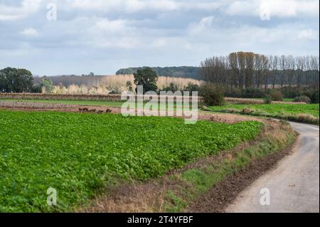 Piegare la campagna attraverso i campi agricoli intorno a Lennik, Brabante fiammingo, Belgio credito: Imago/Alamy Live News Foto Stock