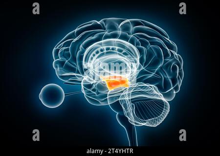 Visualizzazione a raggi X laterale mesencefalo o mesencefalo illustrazione del rendering 3D. Anatomia del cervello umano e del sistema nervoso, medico, sanitario, biologia, scienza, Foto Stock