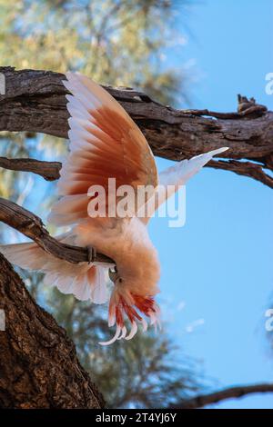 Cockatoo del maggiore Mitchell, cockattoo rosa o cockatoo del Leadbeater, Lophochroa leadbeateri Foto Stock