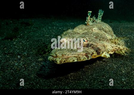 Immersioni subacquee Nosy Be nell'Oceano Indiano Foto Stock