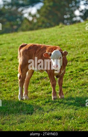 Ritratto di una mucca di Hereford in un pascolo. Un bestiame domestico o un vitello con testa rossa e bianca e naso rosa che pascolano su un lussureggiante campo verde Foto Stock