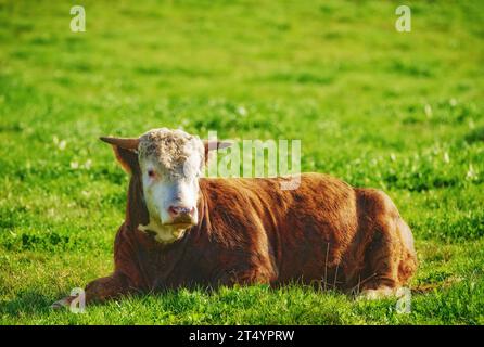 Una mucca hereford seduta da sola al pascolo. Un animale peloso isolato contro l'erba verde su terreni agricoli e terreni agricoli remoti. Crescere dal vivo Foto Stock