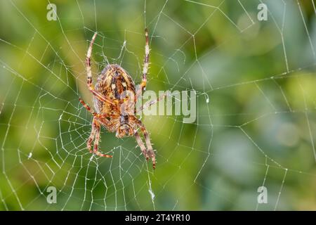 The Walnut Orb-weaver Spider. Primo piano di un ragno in una ragnatela su uno sfondo sfocato e verdeggiante. Un ragno weaver a otto zampe di noce che crea una ragnatela Foto Stock