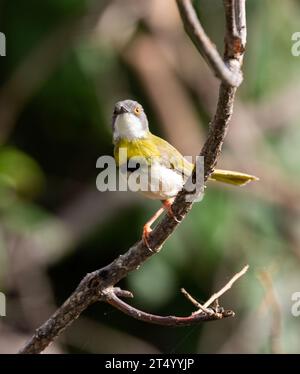 Un membro comune e diffuso della famiglia delle parula, l'Apalis dal petto giallo è un uccello del baldacchino e viene spesso trascurato. Foto Stock