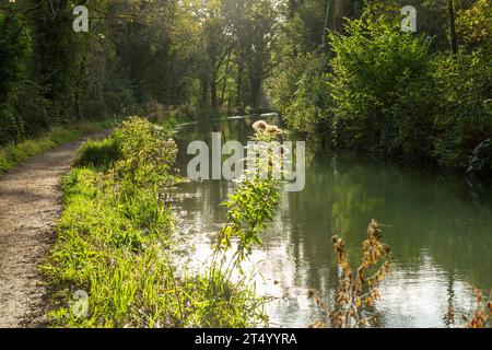 Cromford Canal vicino a High Peak Junction, Peak District, Derbyshire, Inghilterra Foto Stock