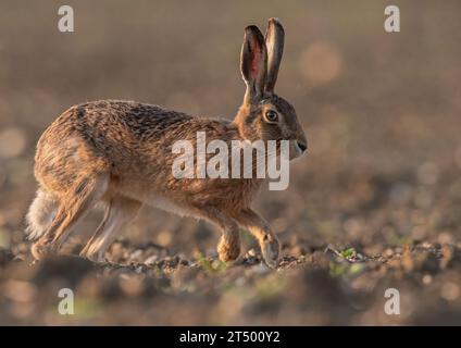 Lepre bruna (Lepus europaeus) che riempie il telaio, correndo su un campo di barbabietola da zucchero, mostrando le sue lunghe gambe e la sua colonna vertebrale flessibile. Suffolk, Regno Unito Foto Stock