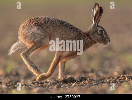 Lepre bruna (Lepus europaeus) che riempie il telaio, correndo su un campo di barbabietola da zucchero, mostrando le sue lunghe gambe e la sua colonna vertebrale flessibile. Suffolk, Regno Unito Foto Stock