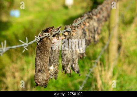 Le talpe morte appese a una recinzione di filo spinato sono una "tradizione" e consentono agli agricoltori di assicurarsi di pagare per il giusto numero di talpe catturate Foto Stock