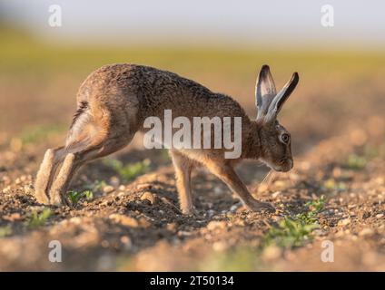 Lepre bruna (Lepus europaeus) che riempie il telaio, correndo su un campo di barbabietola da zucchero, mostrando le sue lunghe gambe e la sua colonna vertebrale flessibile. Suffolk, Regno Unito Foto Stock