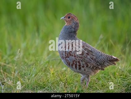 Un Partridge inglese o grigio raramente visto (Perdix perdix) . Un maschio che difende il suo territorio in pieno piumaggio, in un prato erboso. Suffolk, Regno Unito Foto Stock