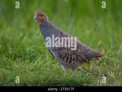 Un Partridge inglese o grigio raramente visto (Perdix perdix) . Un maschio che difende il suo territorio in pieno piumaggio, in un prato erboso. Suffolk, Regno Unito Foto Stock