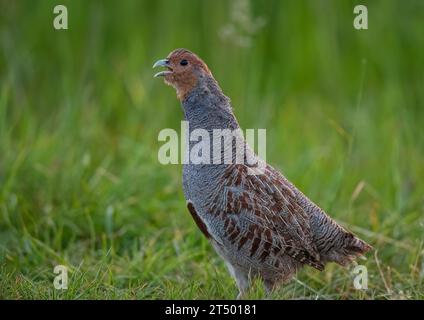 Un Partridge inglese o grigio raramente visto (Perdix perdix) . Un maschio che difende il suo territorio in pieno piumaggio, in un prato erboso. Suffolk, Regno Unito Foto Stock