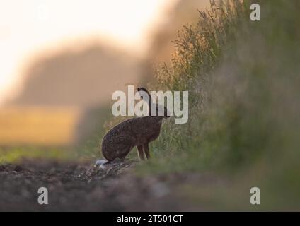 Un'insolita silhouette di tipo retroilluminato, dall'atmosfera suggestiva, di una lepre marrone (Lepus europaeus) sul bordo del campo con una riva erbosa. Suffolk, Regno Unito. Foto Stock