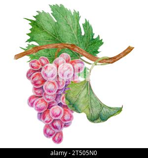 Un mucchio di uva scura. Acquerello illustrazione botanica disegnata a mano. Ingrediente in vino, aceto, succo, cosmetici. Clip art per i menu dei ristoranti Foto Stock