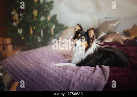 Shetland Sheepdog adornato con decorazioni natalizie e Capodanno Foto Stock