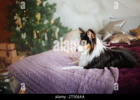 Shetland Sheepdog adornato con decorazioni natalizie e Capodanno Foto Stock