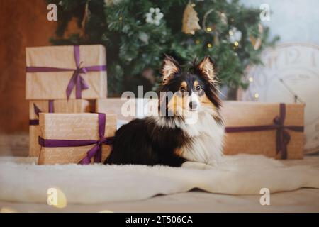 Shetland Sheepdog adornato con decorazioni natalizie e Capodanno Foto Stock