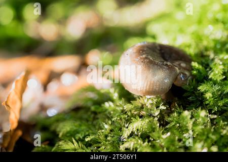 Bellissimo primo piano dei funghi della foresta nel muschio, stagione autunnale. Piccoli funghi freschi che crescono nella foresta autunnale. funghi e foglie nella foresta. Mushroo Foto Stock