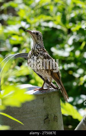 Misteldrossel, Jungvogel, juvenil, Mistel-Drossel, Turdus viscivorus, mistle Thrush, la Grive draine Foto Stock
