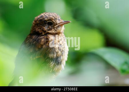 Rotkehlchen, Jungvogel, juvenil, erithacus rubecula, robin, European robin, robin redbreast, squab, giovanile, le Rouge-Gorge familier Foto Stock