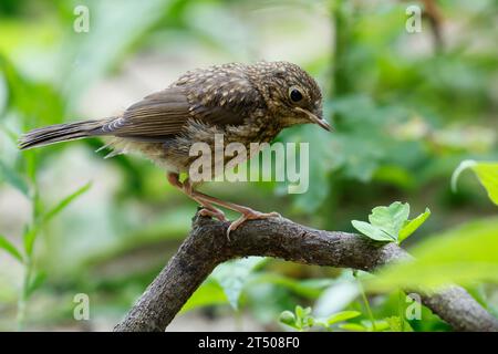 Rotkehlchen, Jungvogel, juvenil, erithacus rubecula, robin, European robin, robin redbreast, squab, giovanile, le Rouge-Gorge familier Foto Stock