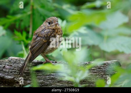 Rotkehlchen, Jungvogel, juvenil, erithacus rubecula, robin, European robin, robin redbreast, squab, giovanile, le Rouge-Gorge familier Foto Stock