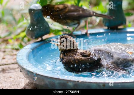 Rotkehlchen, Jungvogel, giovanotto, badend, baden, Badespaß, Wasserbad, trinkend, Tränke, Trinken, Wasser, Wasserschale, Trinknapf, Wasser im Garten, VOG Foto Stock