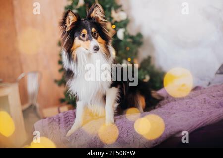 Shetland Sheepdog adornato con decorazioni natalizie e Capodanno Foto Stock