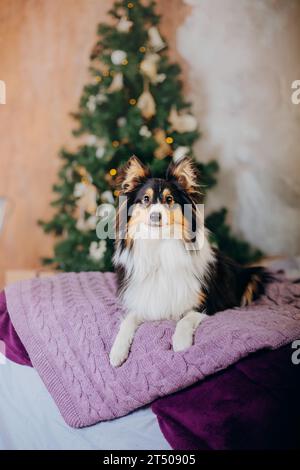 Shetland Sheepdog adornato con decorazioni natalizie e Capodanno Foto Stock