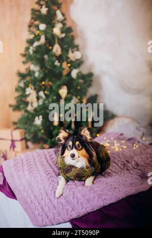 Shetland Sheepdog adornato con decorazioni natalizie e Capodanno Foto Stock