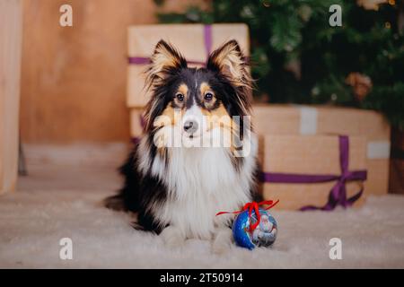 Shetland Sheepdog adornato con decorazioni natalizie e Capodanno Foto Stock