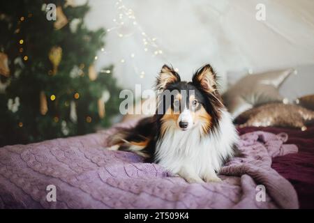 Shetland Sheepdog adornato con decorazioni natalizie e Capodanno Foto Stock