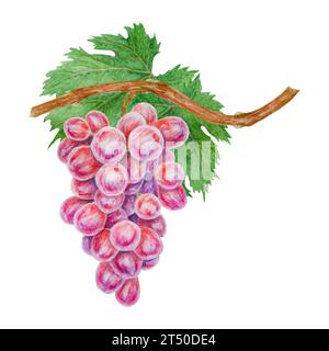 Un mucchio di uva scura. Acquerello illustrazione botanica disegnata a mano. Ingrediente in vino, aceto, succo, cosmetici. Clip art per i menu dei ristoranti Foto Stock