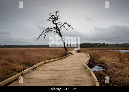 Passerella in legno, il Dragonfly Trail attraverso Thurley Common a Surrey, Regno Unito. Foto Stock