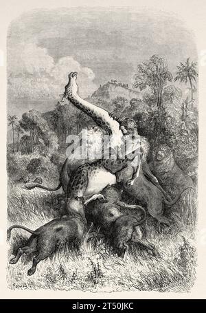 Leoni che attaccano la giraffa, Africa. Avventure e caccia del viaggiatore Charles John Andersson in Sud Africa dal 1850 al 1860. Illustrazione del vecchio XIX secolo di Gustave Doré (1832 - 1883) da le Tour du Monde 1860 Foto Stock