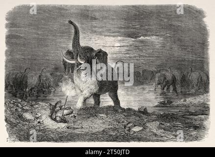 Hunter sorpreso da un elefante, l'Africa. Avventure e caccia del viaggiatore Charles John Andersson in Sud Africa dal 1850 al 1860. Illustrazione del vecchio XIX secolo di Gustave Doré (1832 - 1883) da le Tour du Monde 1860 Foto Stock