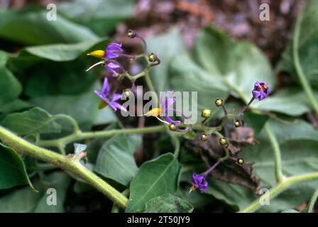 Woody Nightshade (Solanum Dulcamara) in Flower nella stessa famiglia di Deadly Nightshade (Belladonna), ma non come tossico Foto Stock