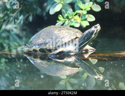 Il cooter fluviale (Pseudemys concinna) è una tartaruga d'acqua dolce originaria degli Stati Uniti centrali e orientali Foto Stock
