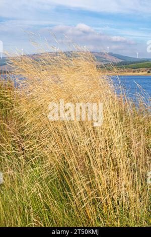 Alte erbe che soffiano al vento accanto a Loch Lussa con un parco eolico sullo sfondo sulla penisola del Kintyre, Argyll & Bute, Scozia Regno Unito Foto Stock